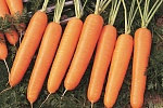 Найроби F1, морковь сортотипа Нантский